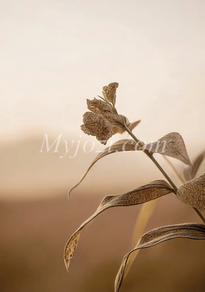 Naturinspirerad Fotoposter - Gyllene Solnedgång - Bild 2