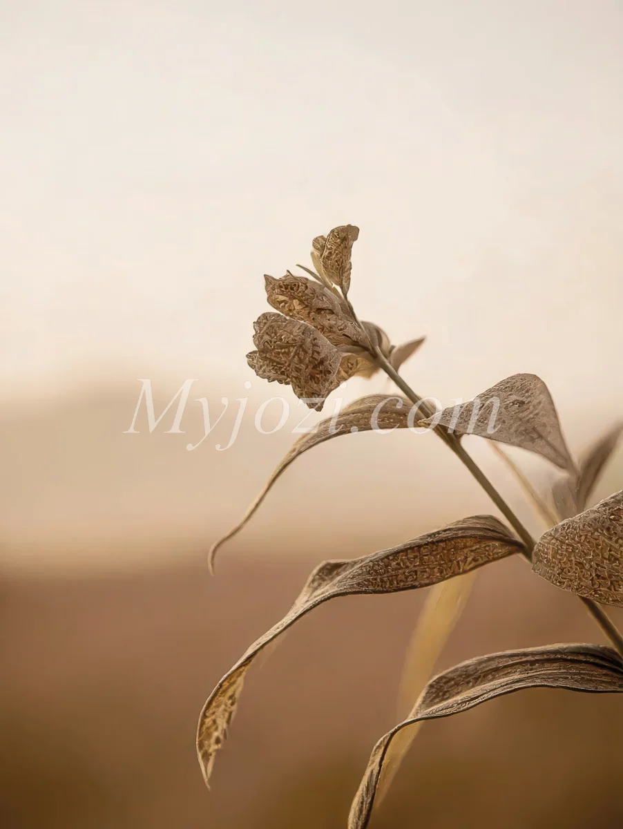 Naturinspirerad Fotoposter - Gyllene Solnedgång - Bild 3