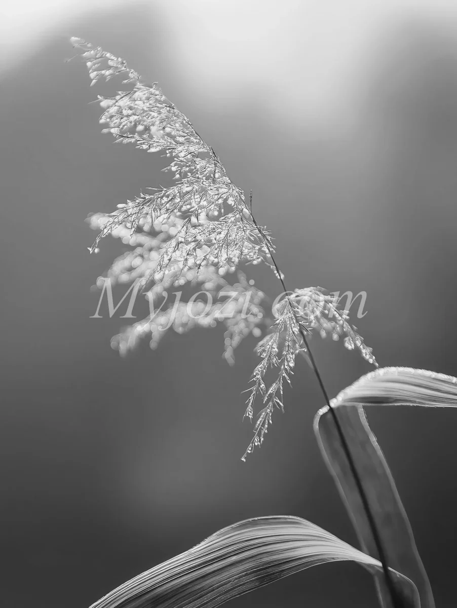 Svartvit Fotoposter - Naturens Värld - Bild 3