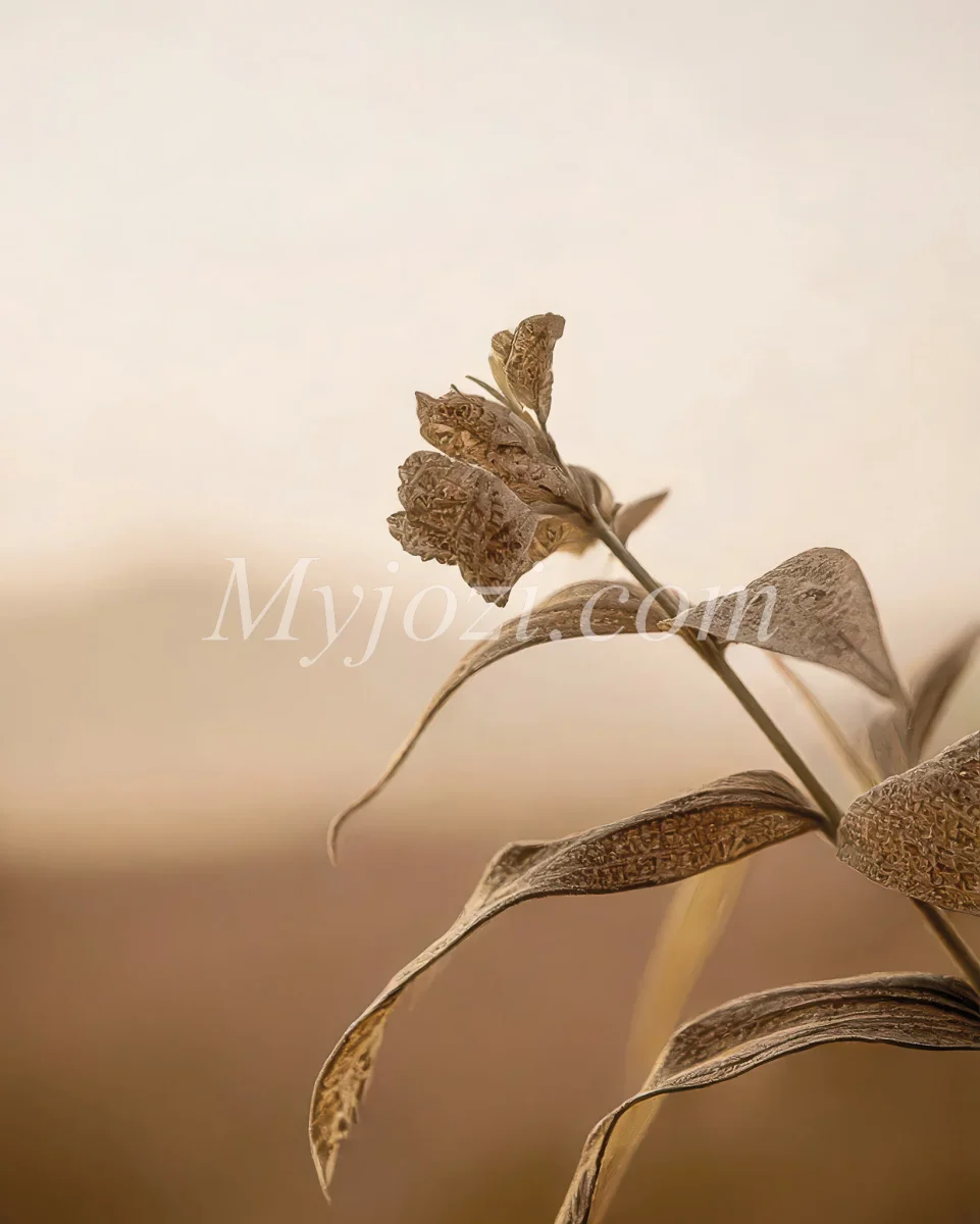 Naturinspirerad Fotoposter - Gyllene Solnedgång - Bild 4