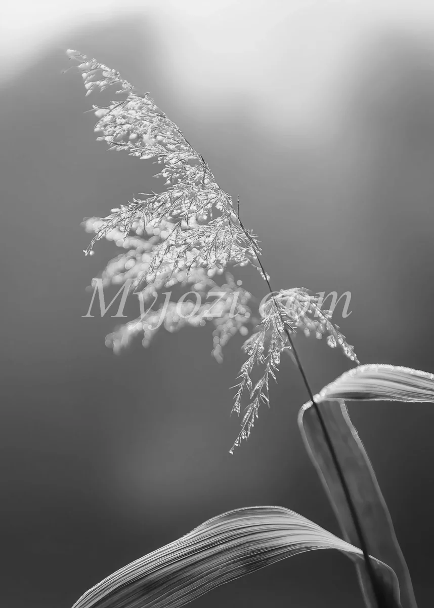 Svartvit Fotoposter - Naturens Värld - Bild 2